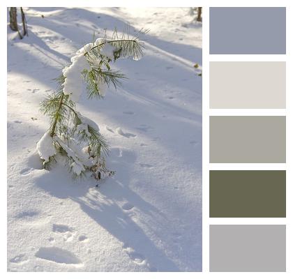 Winter Pine Tree Siberia Image